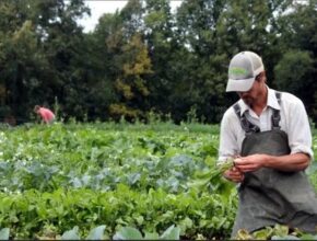  Poland Farm Jobs